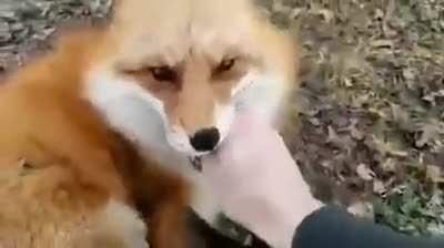fox laughing like crazy 🦊🦊
