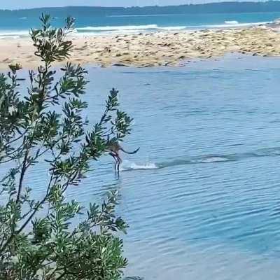 Well, anyone can walk on water. But can just anyone hop on water???