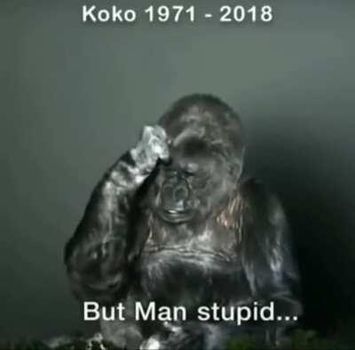 Does a woke gorilla count