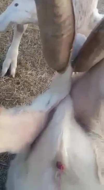 Goat caught another goats balls in his horns.