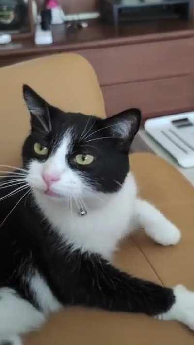 Lovely stray we brought in asking for pets! (He got em)