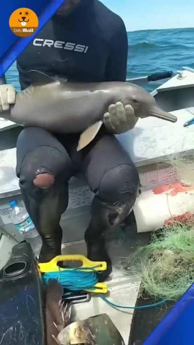 Baby Dolphin Freed From Net, And Gets A Kiss On The Head At The End