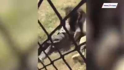 Man reunited with a Lion he raised as a cub