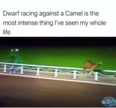 Соревнования карликов и верблюдов по бегу существуют