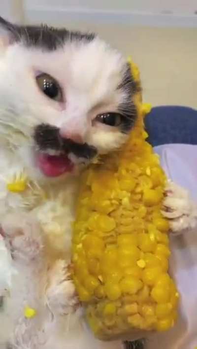 Cat vs Corn