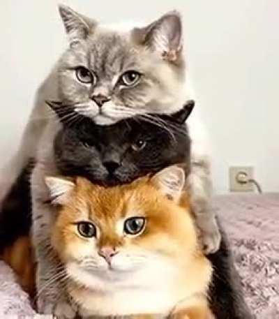 The cat stack