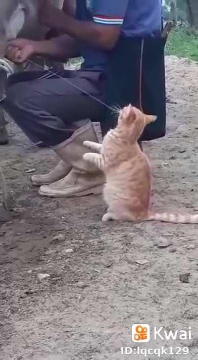 Cat.