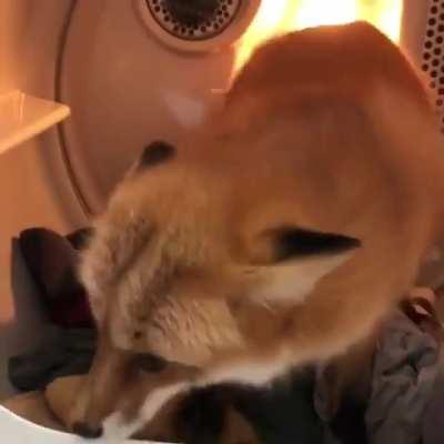 Now I know why my socks go missing in laundry