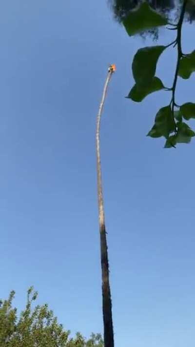 Cutting a palm tree from the top
