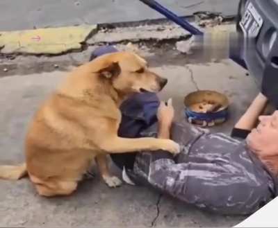 Perrita se preocupa de su dueño.