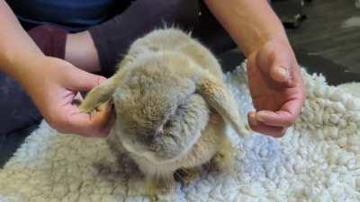 Caramel likes her physio giving her ear scritches