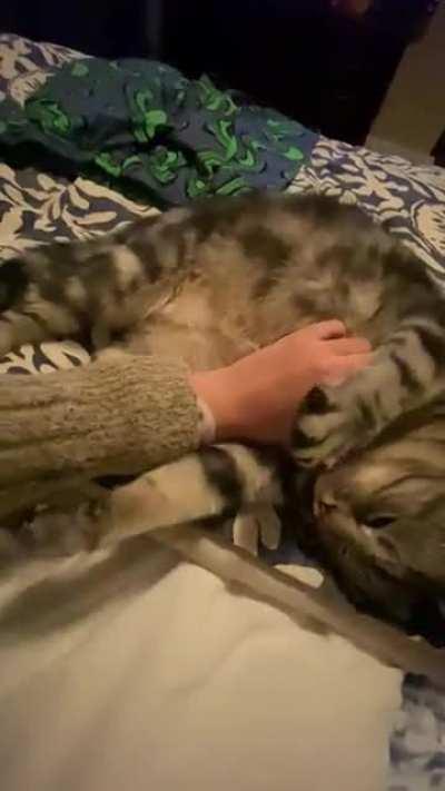 Prince flops over whenever I rub his belly 🥺🧸