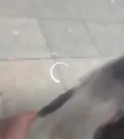 Finding your dog after he went missing