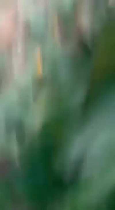 Forbidden kinder egg