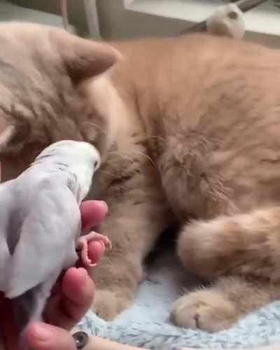 Wunk is kind and peaceful