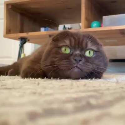 Scary but adorable 🤩🤩🤩🤩