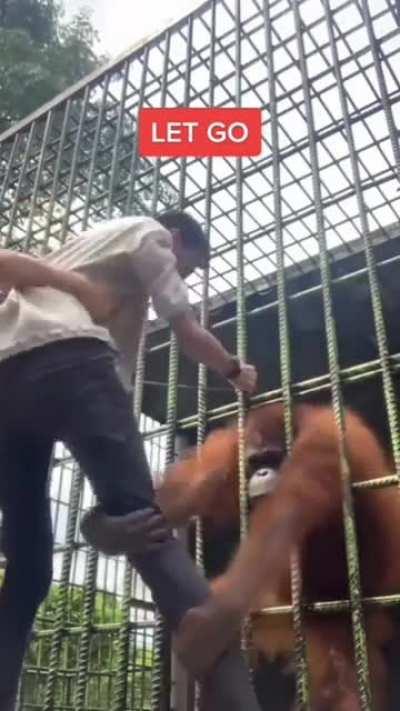 to befriend an orangutan