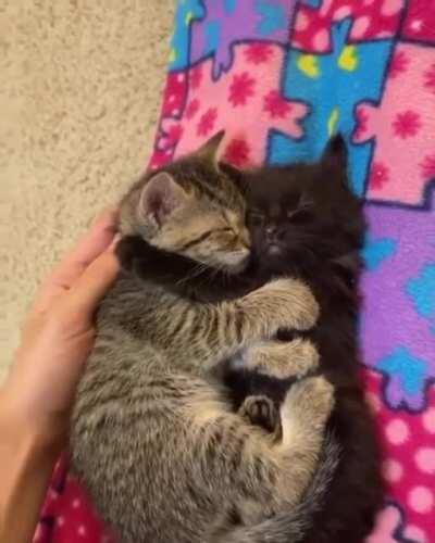 shhh the babies are sleeping