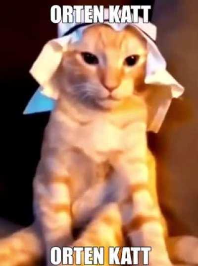 genomsnittlig katt i rinkeby