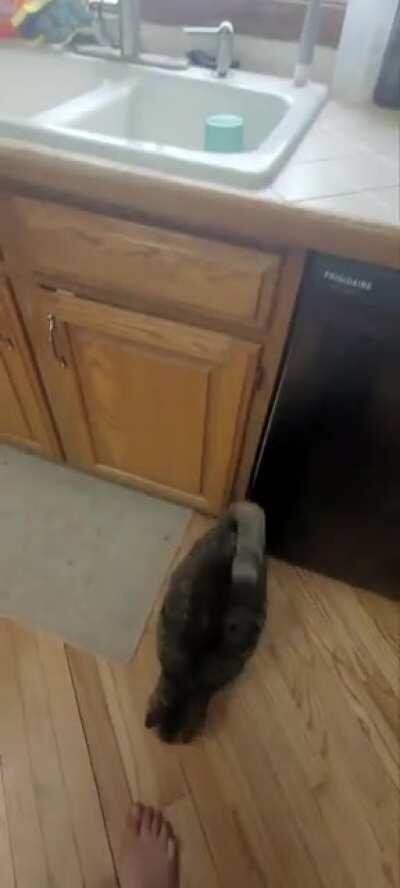 Quiet requests for more pets