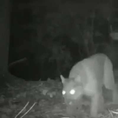 Predator and prey walking home after a whole day of acting for National Geographic