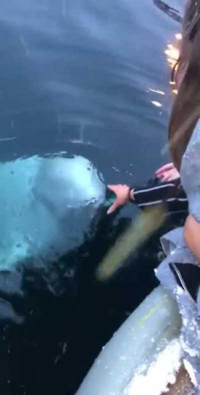 Girl dropped iPhone into the Ocean trying to take pics of a Beluga. What happened next surprised them all.