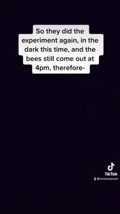 How We Learned that Bees Perceive Time