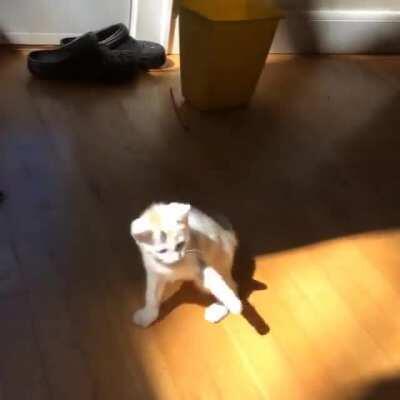 Idiot (cat) fights light.