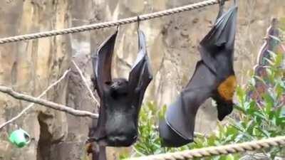 HEA de como morcegos fazem para urinar