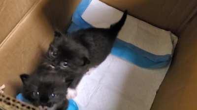 These kitties are telling us about their pointy tails!