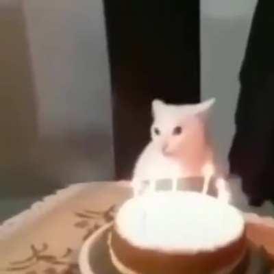 Nunca odiei meu país