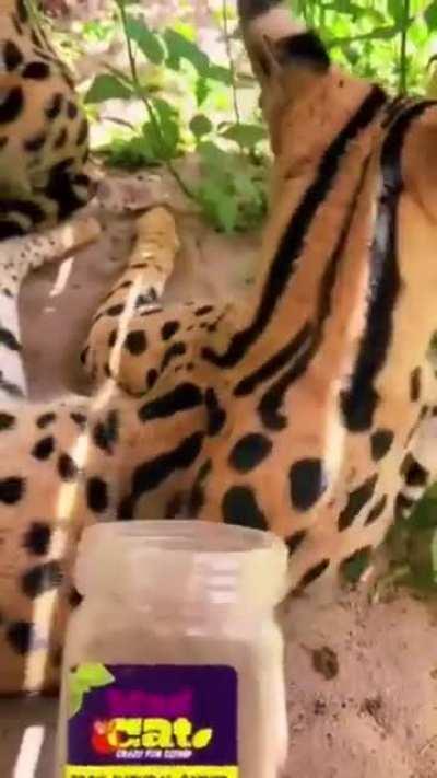 Big Cattos trying catnip