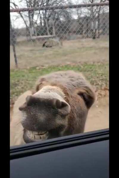 Ишак - улыбак