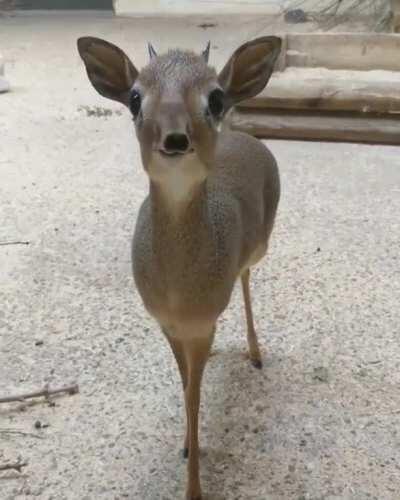 An Adorable Little Dik Dik