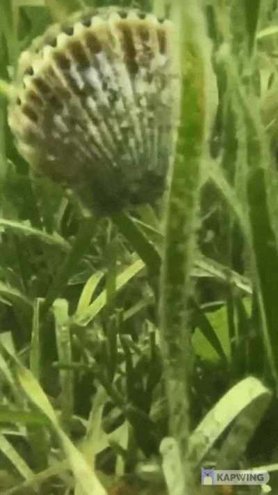 How Scallops swim using only their shell