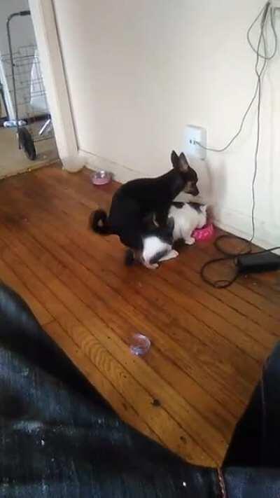 Dog humps cat