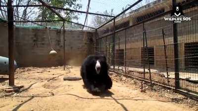 POV: You just met a Sloth Bear, which in India is more feared than Tigers for its violent/unpredictable nature.