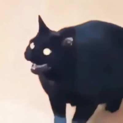 Guys i found Ruv's lost cat