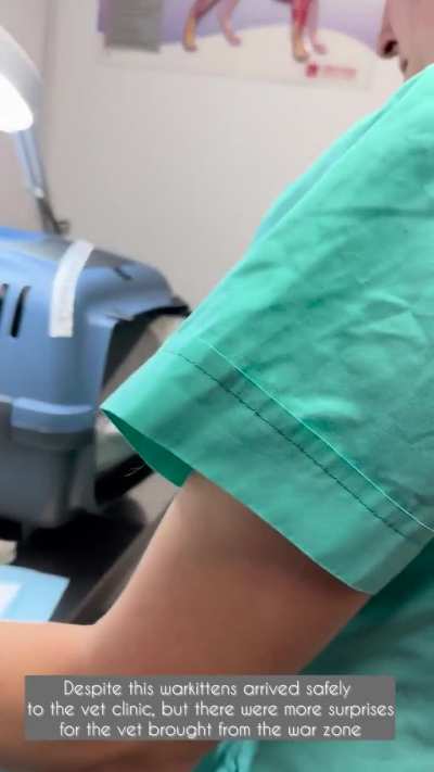 Warkittens Update with Surprises! Despite a sleepless night and a massive attack on Kyiv we conducted the rescue operation successfully! To support our Warkitten Pipeline please donate! Thank you, Reddit! After check up/quarantine kittens will be transpor