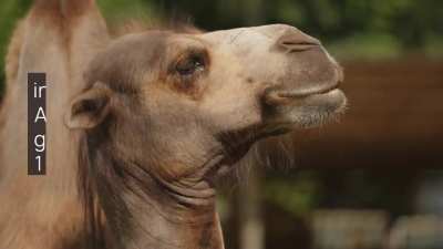 Camels in Australia