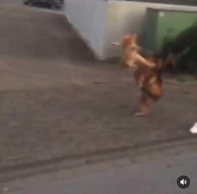 Kung Fu kitty demonstrating a side kick