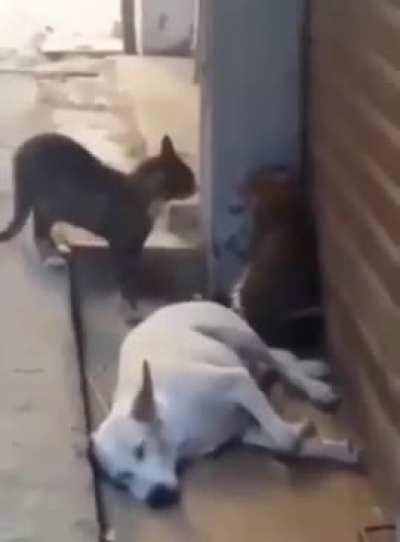 Dog Memes :) Dog say ...???