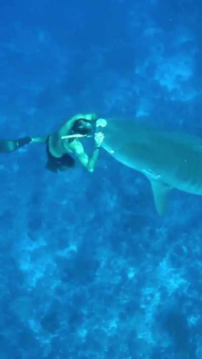Diver with nerves of steel and shark.