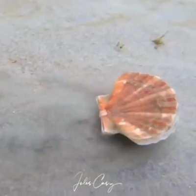 🔥 Scallop escape