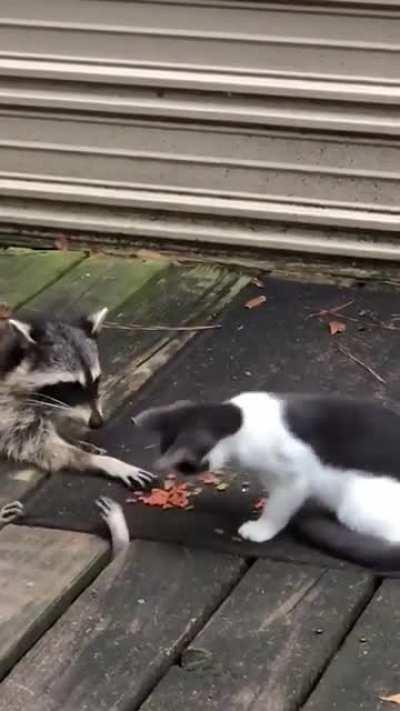 This cat doesn't share food!!!!!