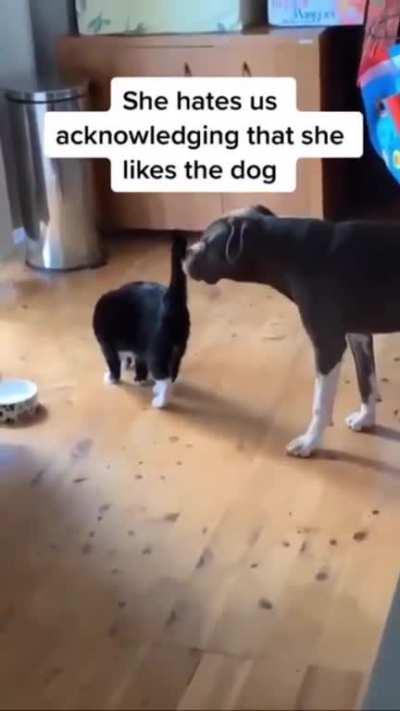 Dog is confused
