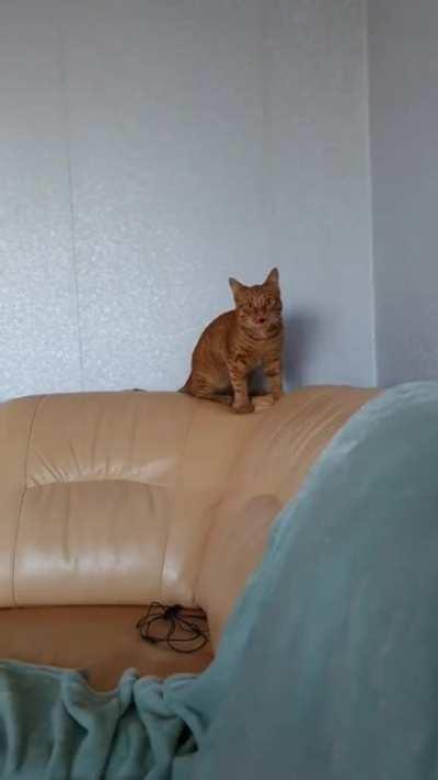 This is more than just zoomies. This is NO BRAINCELL ZOOMIES!