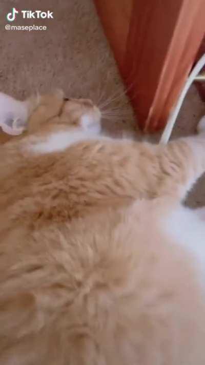 What about a wheeze?