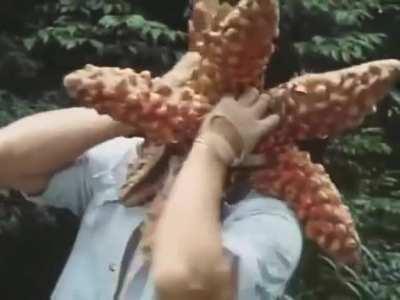 This film has seen inside my dreams