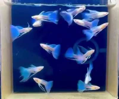 California - Blue Topaz Ribbon Thick FinC